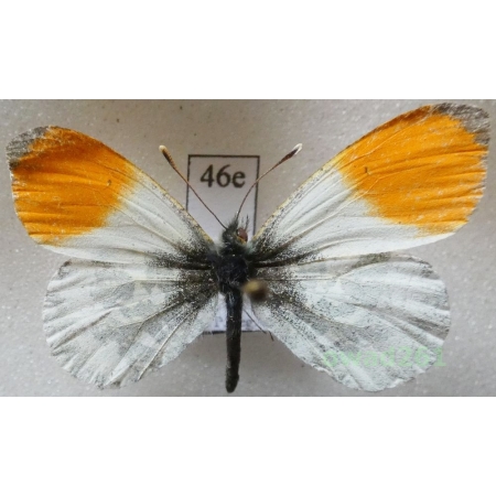 Anthocharis cardamines (Linnaeus, 1758) male Poland46e